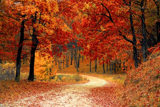 fall-autumn-red-season - automne