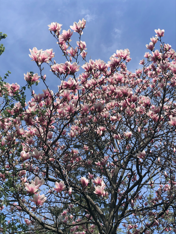 arbre - fleurs - printemps - springtime