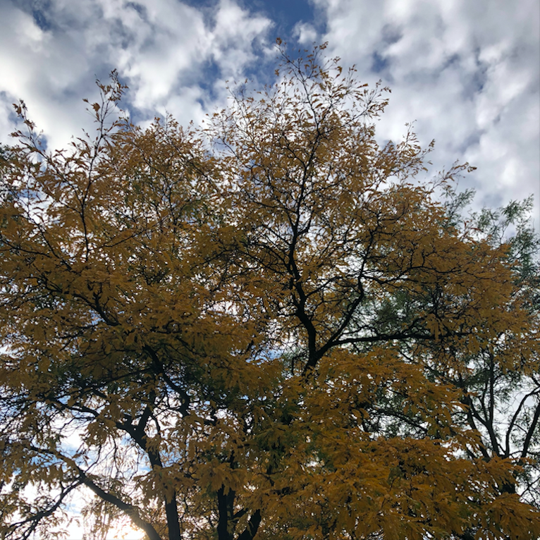Tree - Fall - Leaves